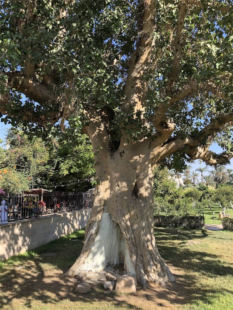 Zacchaeus' Sycamore Tree